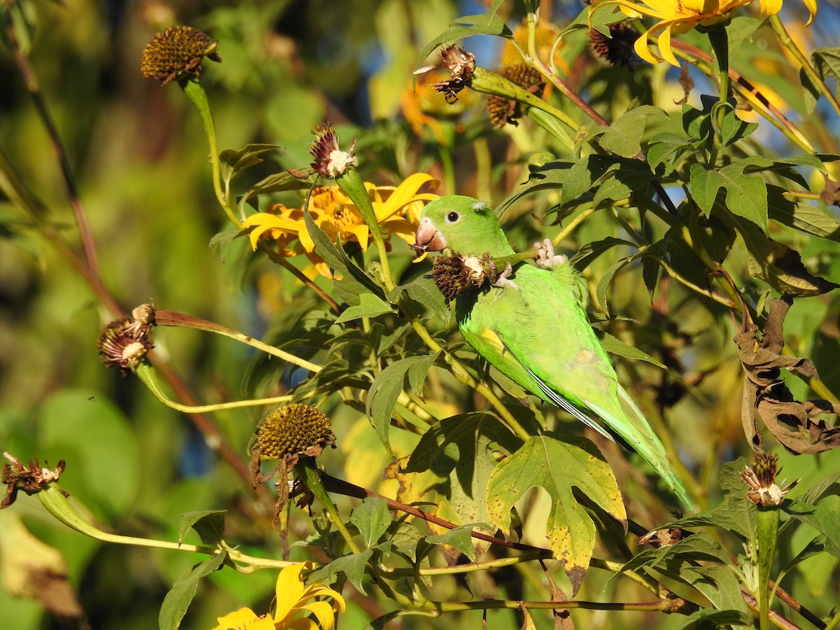 Yellow-chevroned Parakeet - ML244498901