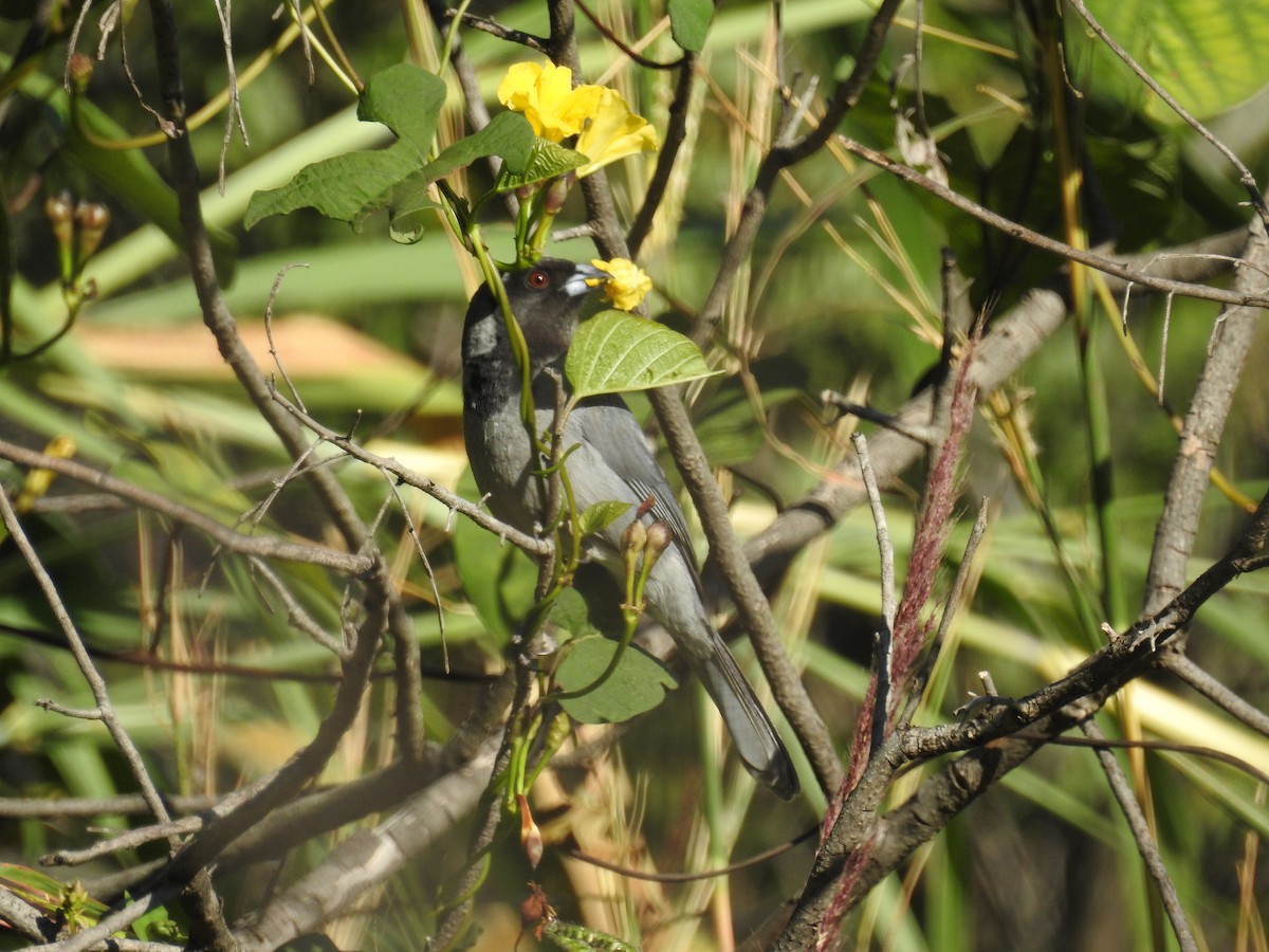 Black-faced Tanager - ML244499101