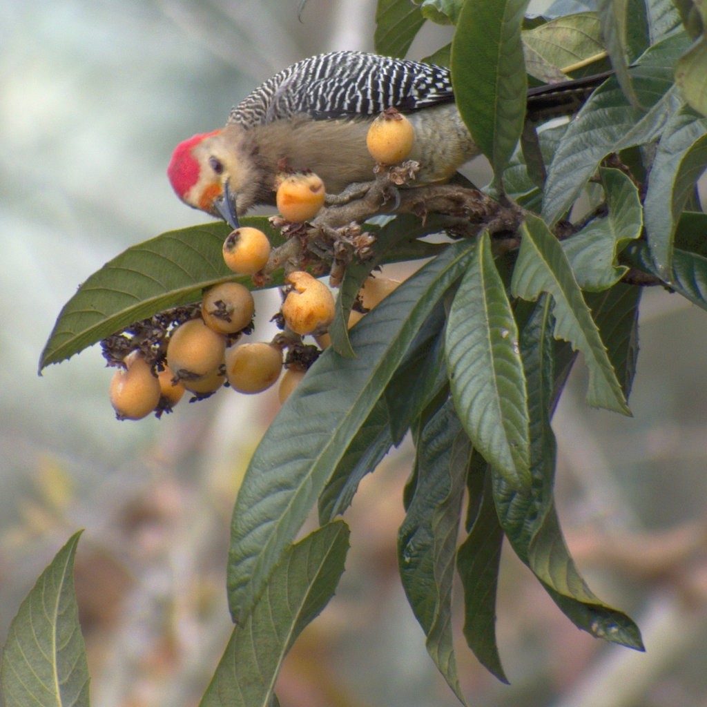 Golden-fronted Woodpecker - ML24449911