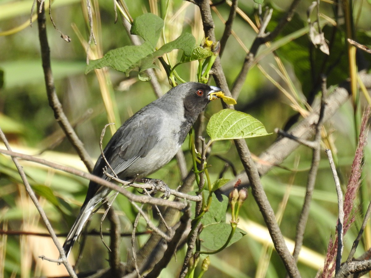 Black-faced Tanager - ML244499221