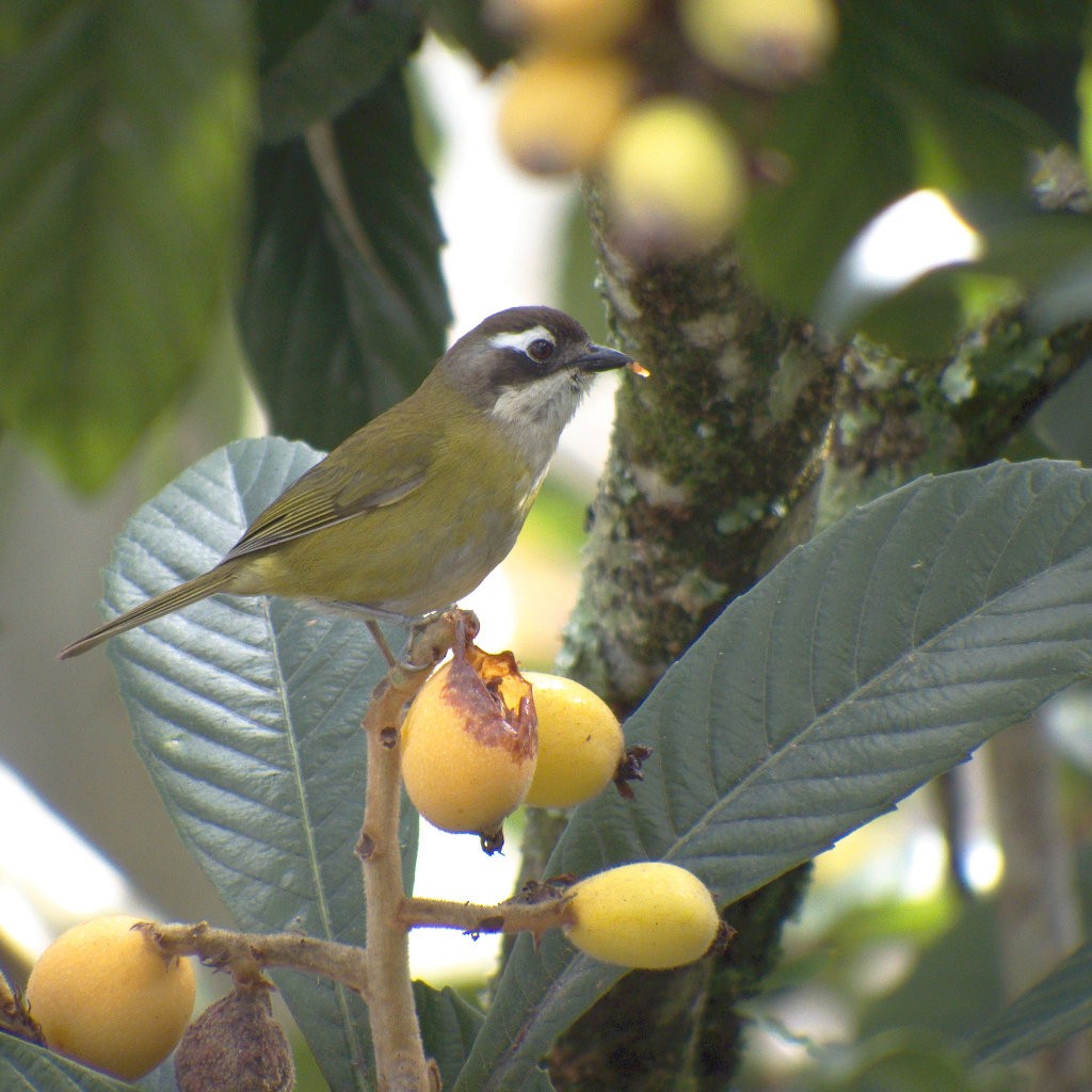 Common Chlorospingus - ML24450021