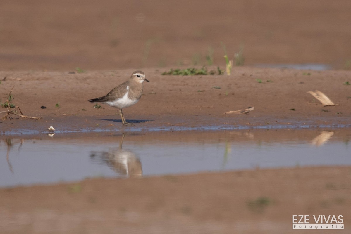 Rufous-chested Dotterel - ML244501801