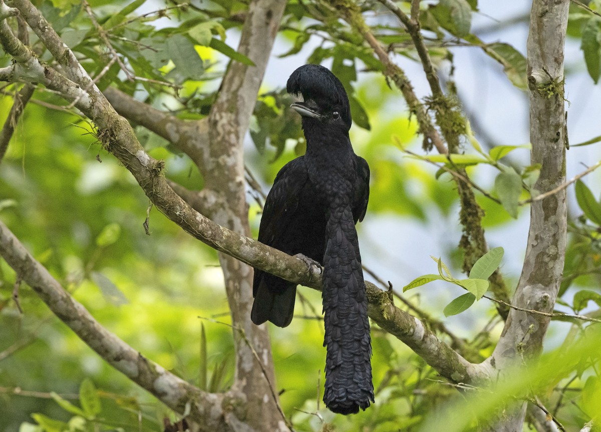 Long-wattled Umbrellabird - José Illanes/ Tropical Birding