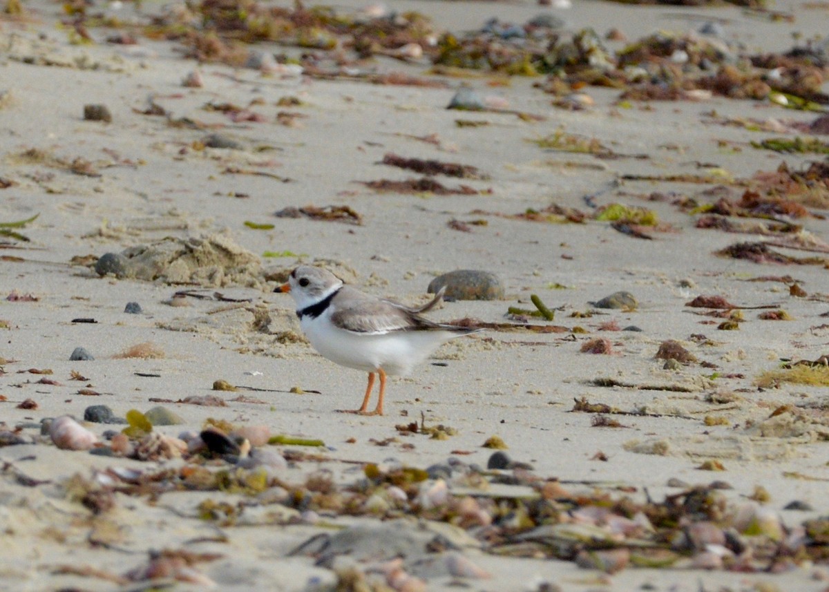 Piping Plover - ML244504501