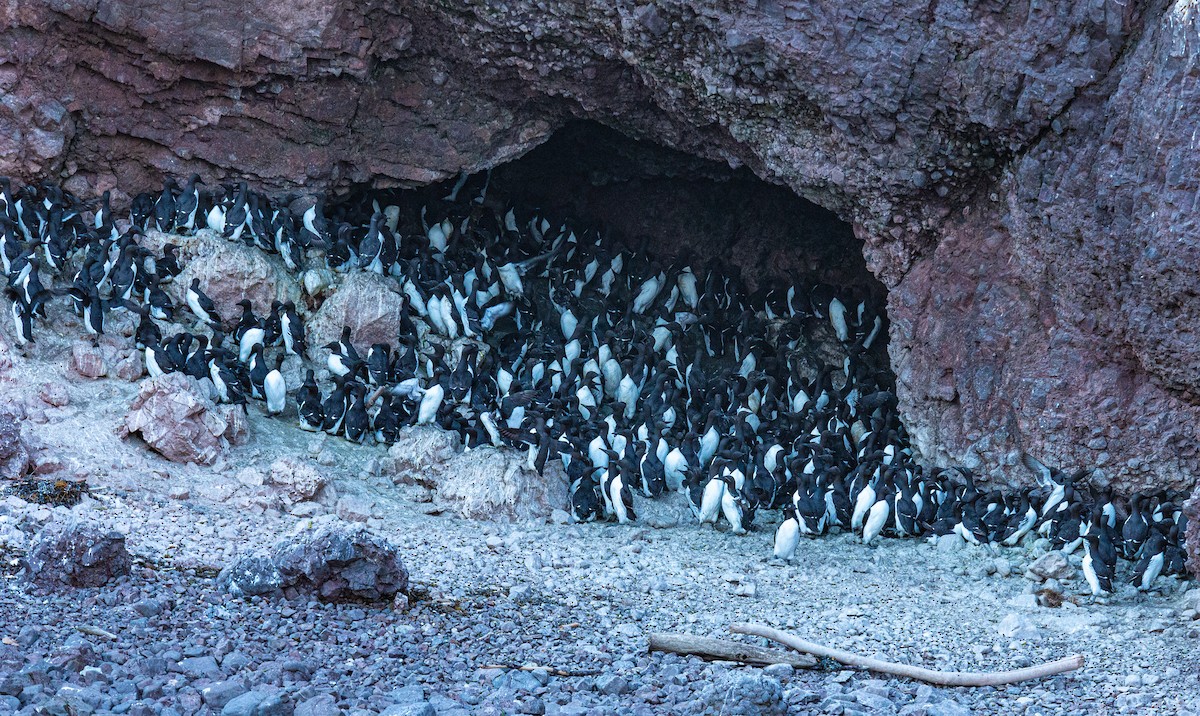 Common Murre - Elyse   Bourque