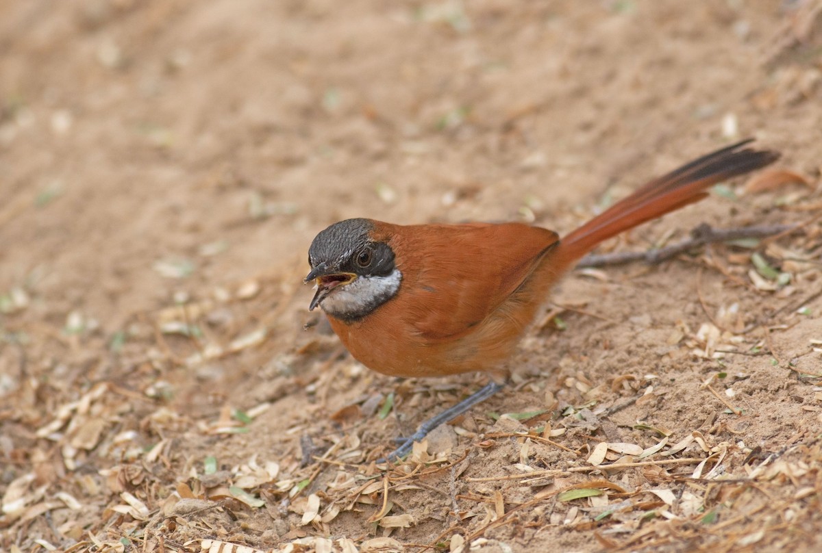 White-whiskered Spinetail - Jose Illanes