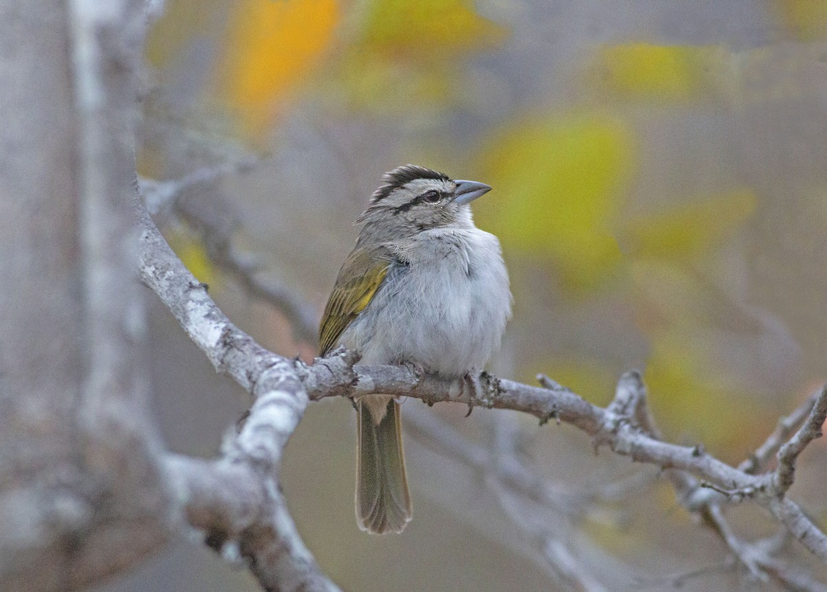 Tocuyo Sparrow - ML244506191