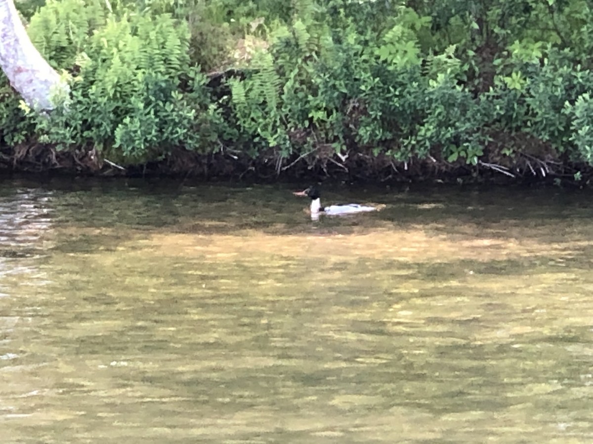 Red-breasted Merganser - ML244507001