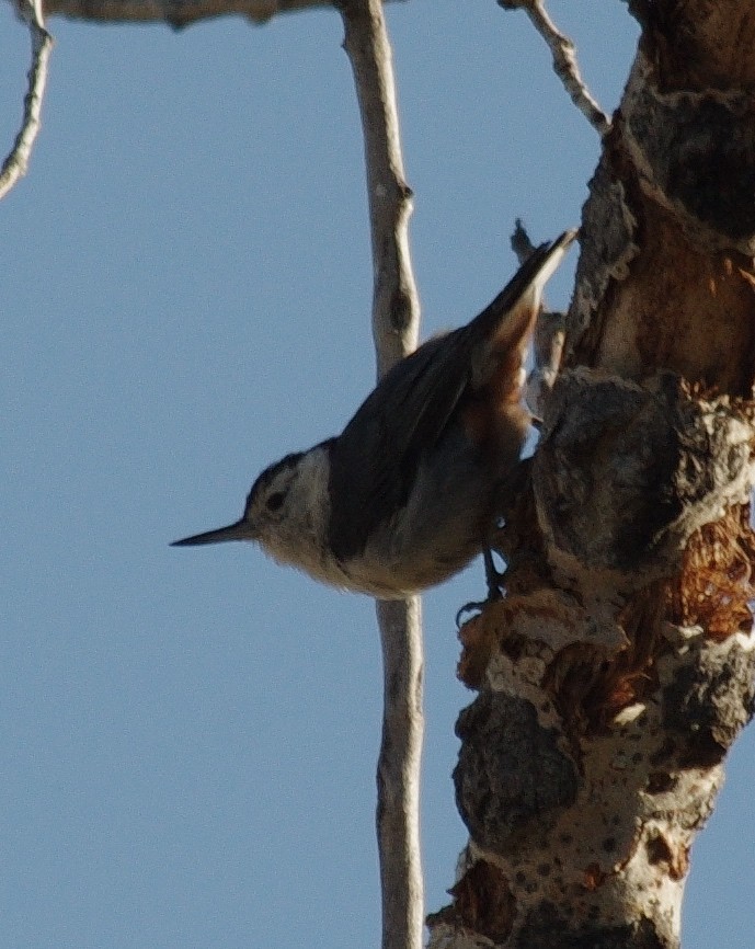 White-breasted Nuthatch - ML244507231