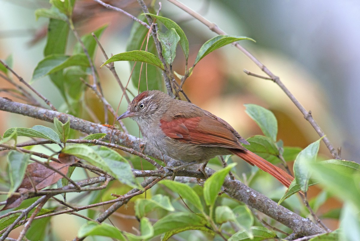 Streak-capped Spinetail - ML244507881
