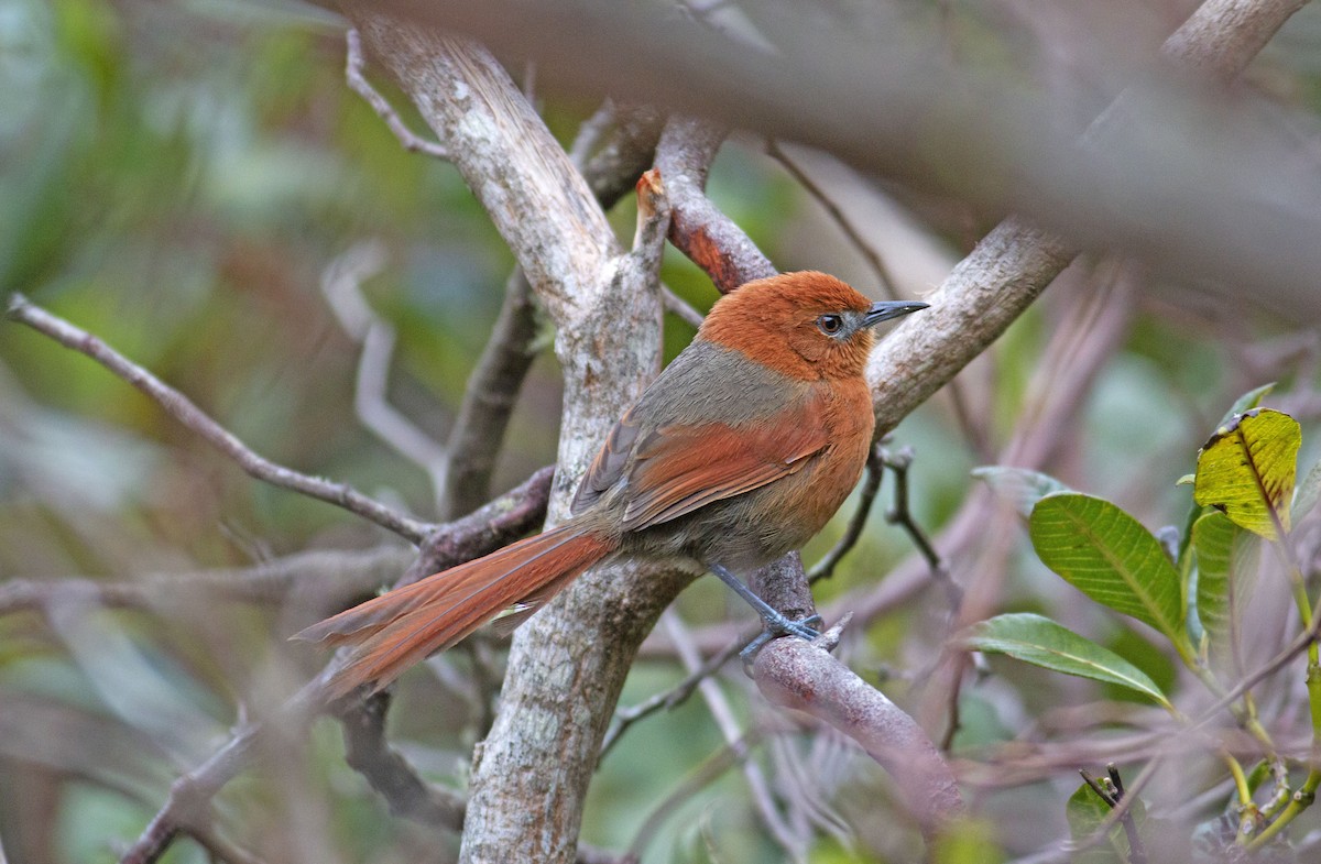 Rusty-headed Spinetail - José Illanes/ Tropical Birding