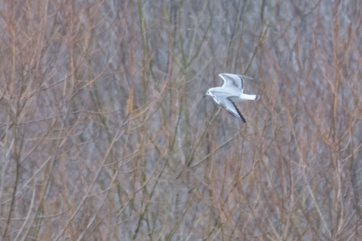 Bonaparte's Gull - ML24451081