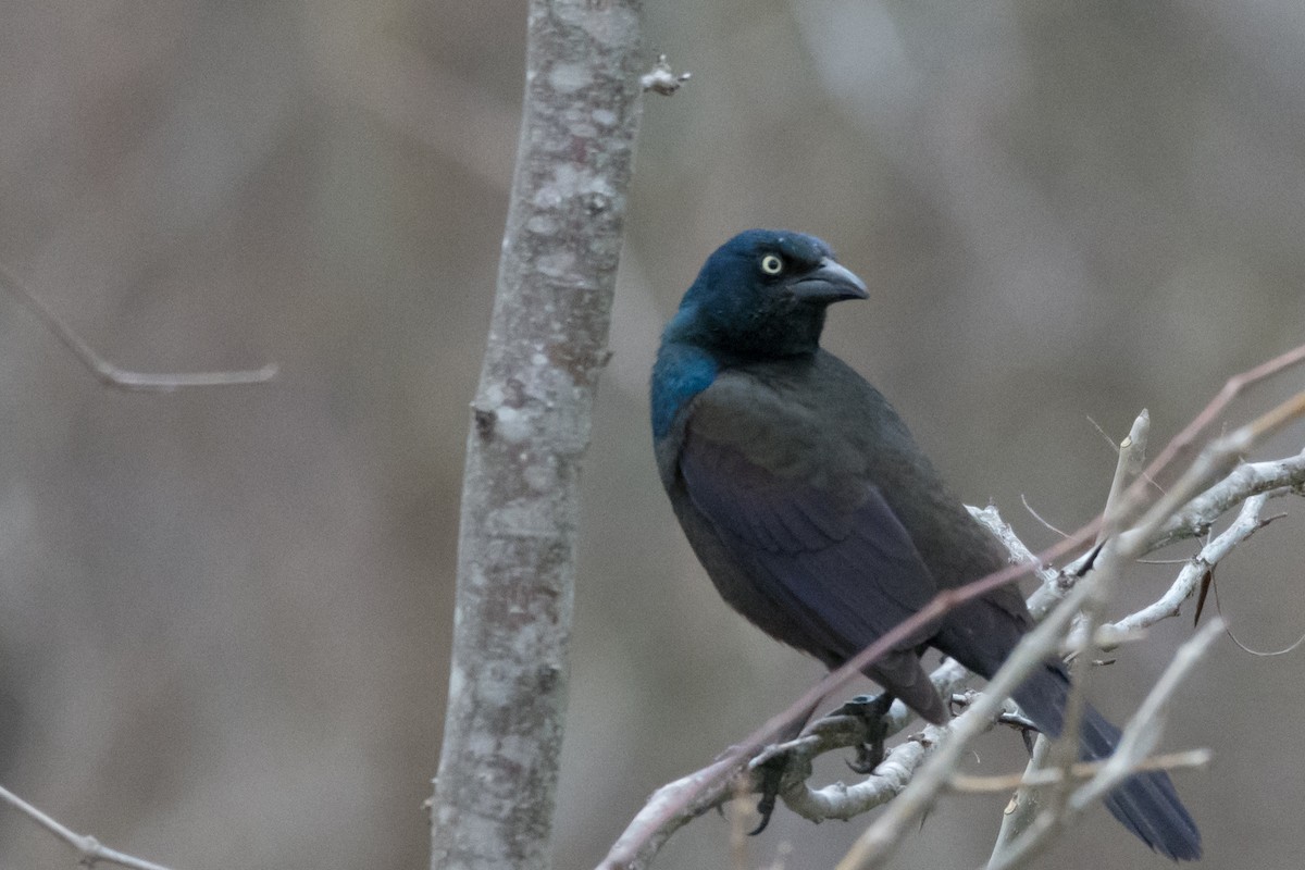 Common Grackle - ML24451171