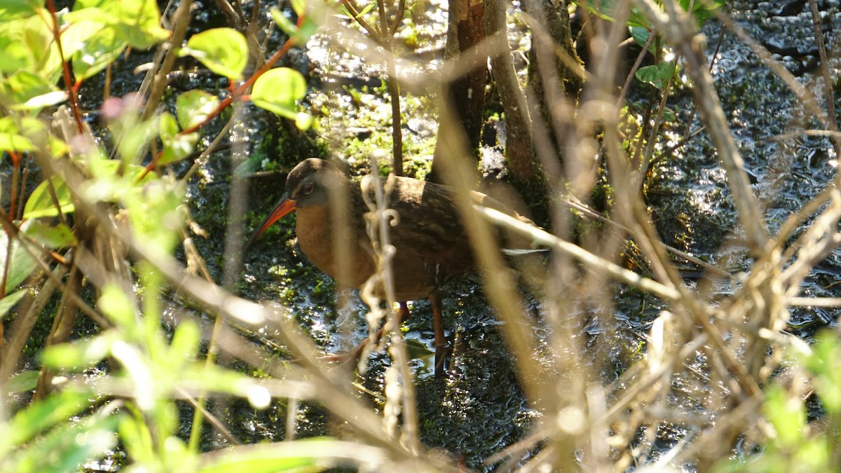 Virginia Rail - Kaleb Eldridge