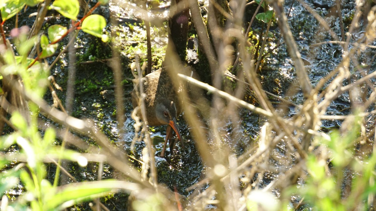 Virginia Rail - Kaleb Eldridge