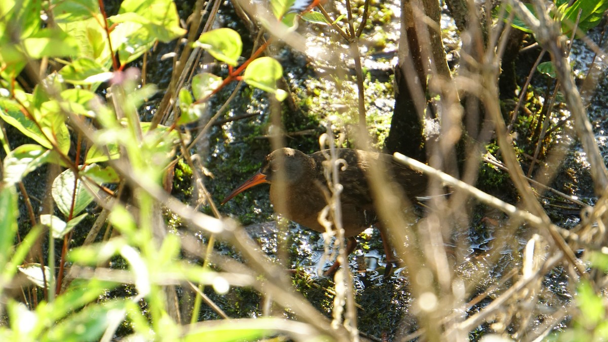 Virginia Rail - Kaleb Eldridge