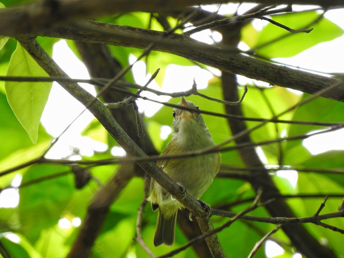 korthalevireo - ML244512671