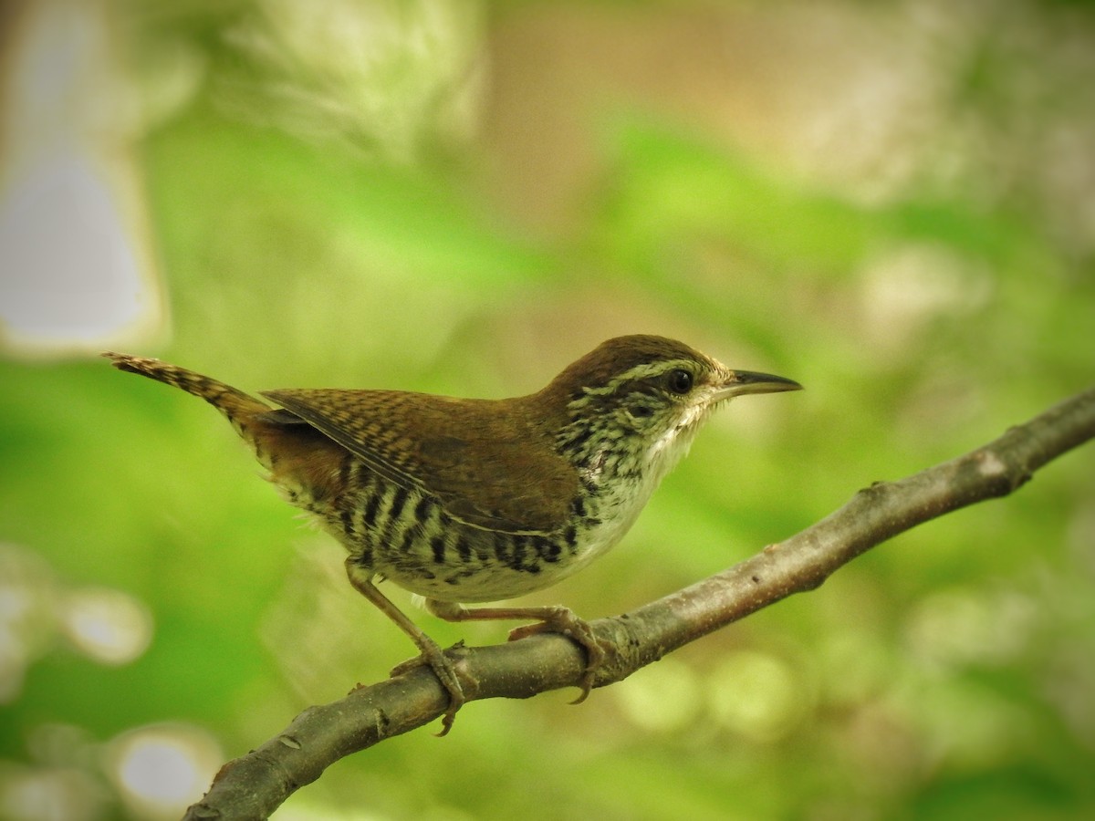 Banded Wren - Anonymous