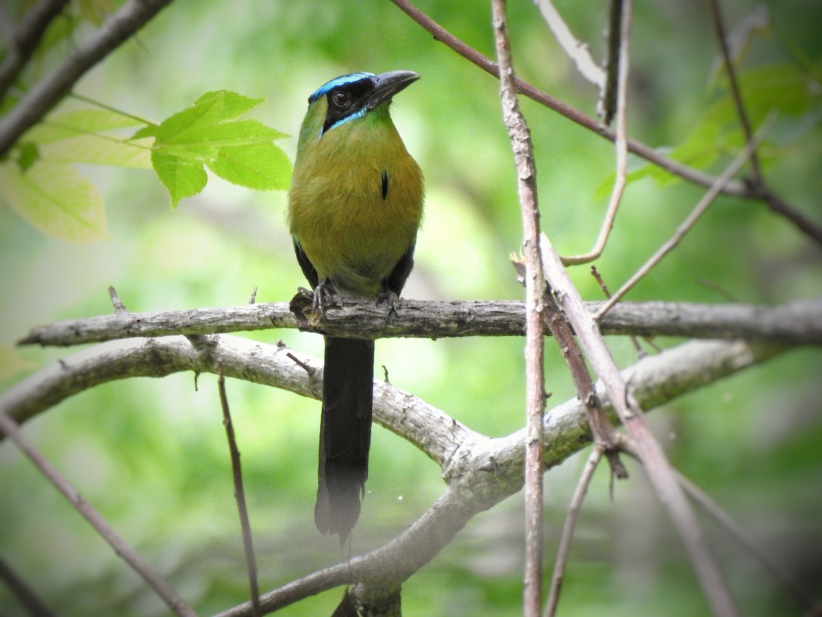 Lesson's Motmot - ML244513111