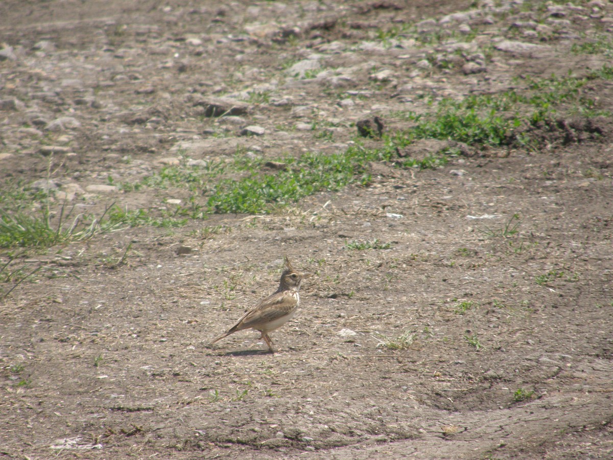 Crested Lark - ML244515221