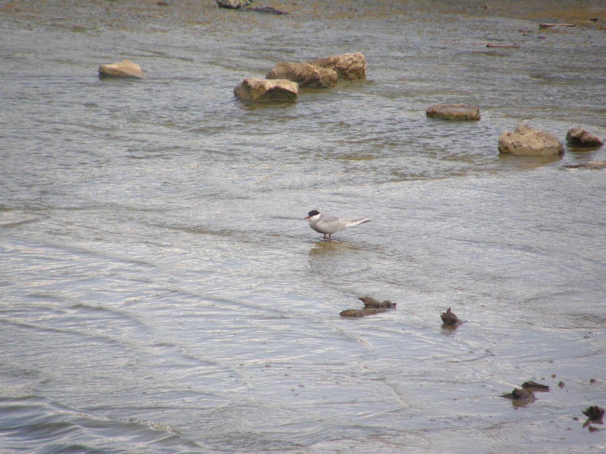 Whiskered Tern - ML244517021