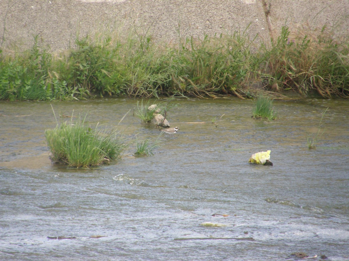 Little Ringed Plover - ML244517181