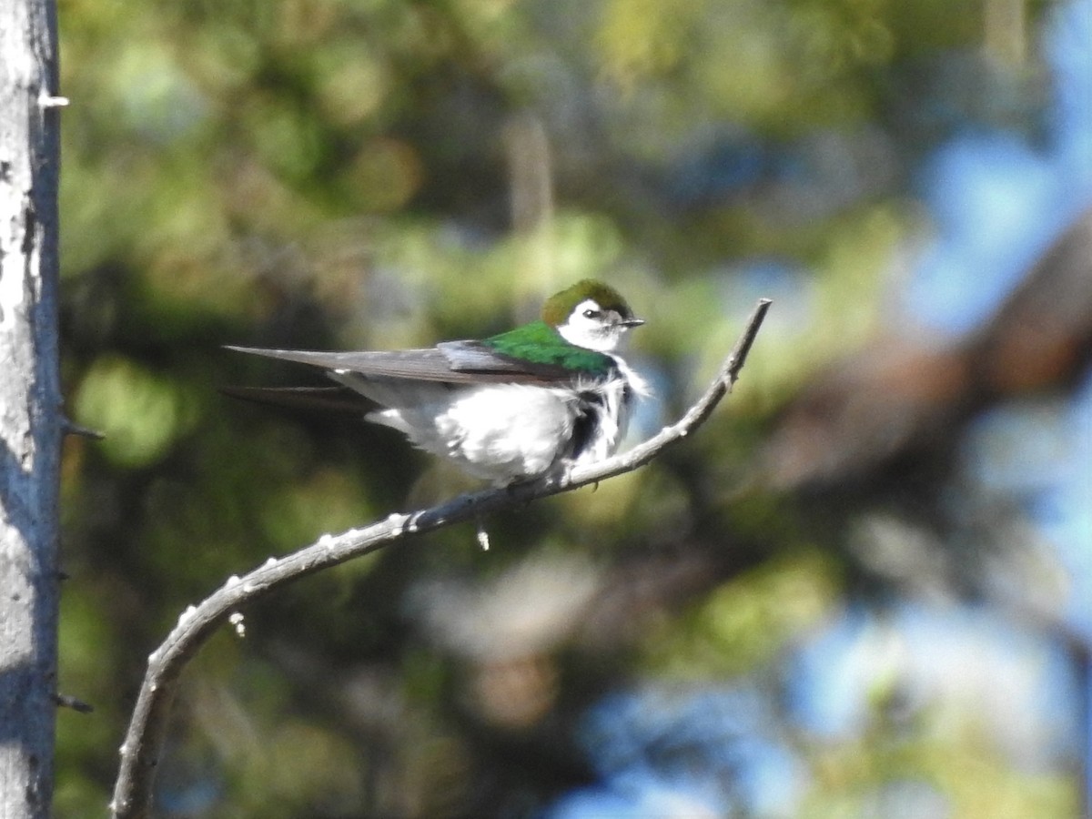 Violet-green Swallow - ML244518381