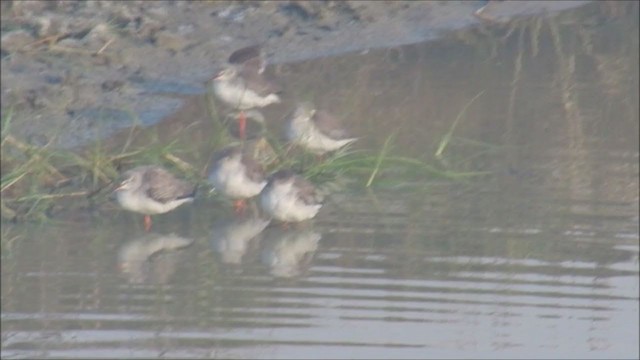 Spotted Redshank - ML244519091