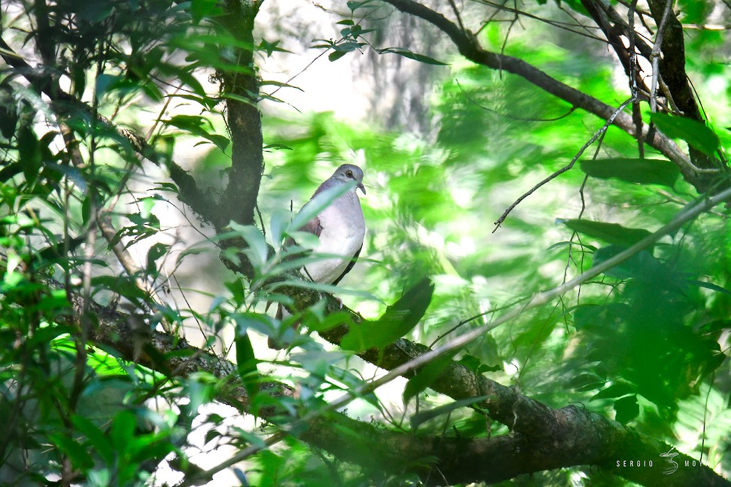 Violaceous Quail-Dove - ML244519561