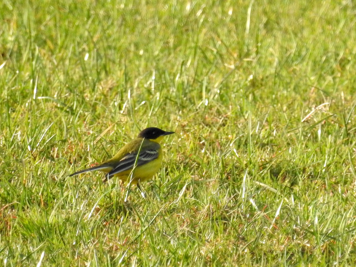 Western Yellow Wagtail (feldegg) - Peter Hines