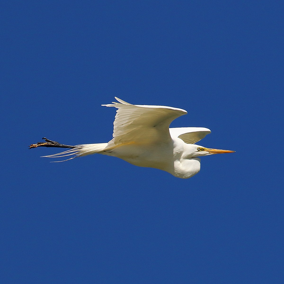 Great Egret - ML244521031