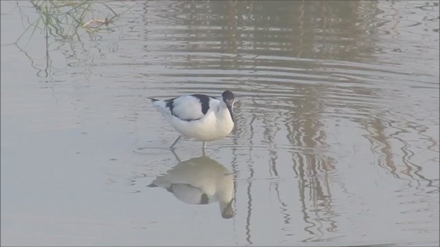 Avoceta Común - ML244521311