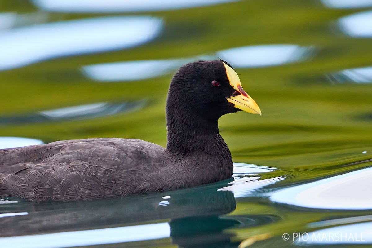 Red-gartered Coot - ML244521691