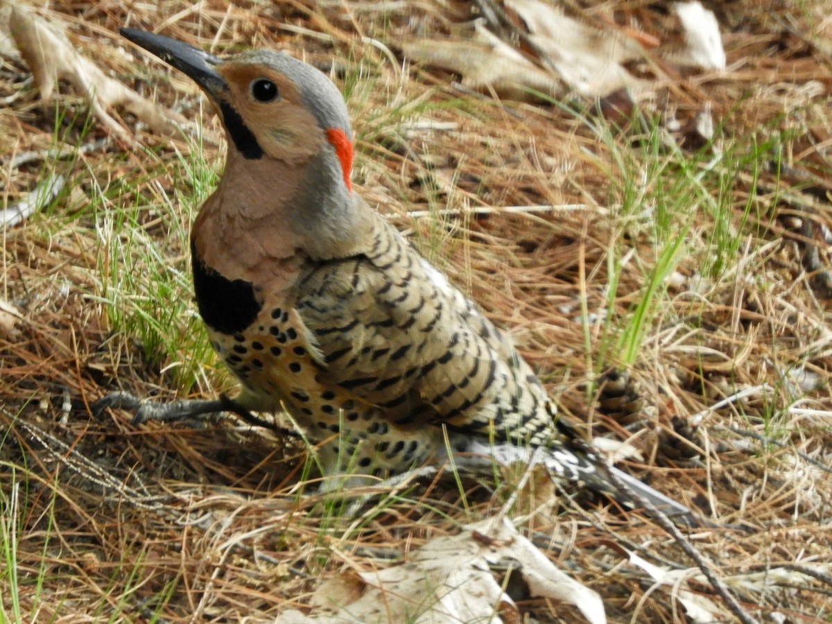 Northern Flicker - ML244523701