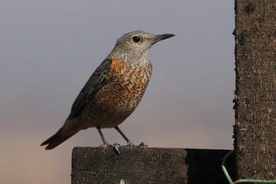 Rufous-tailed Rock-Thrush - ML244523801