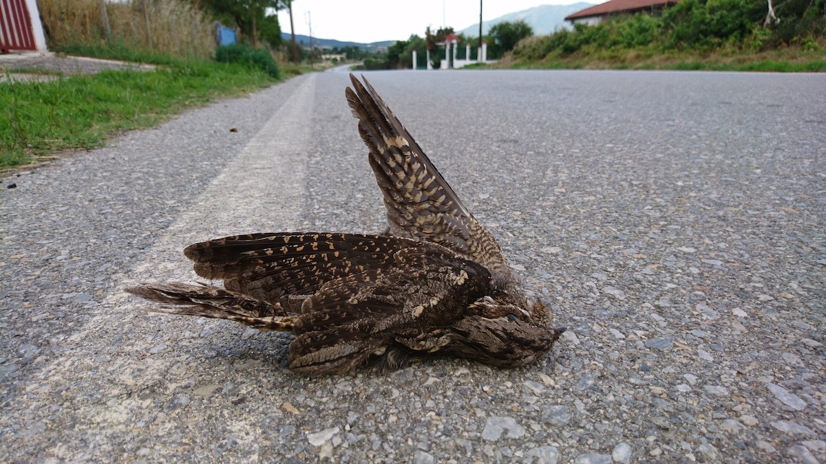 Eurasian Nightjar - ML244527651