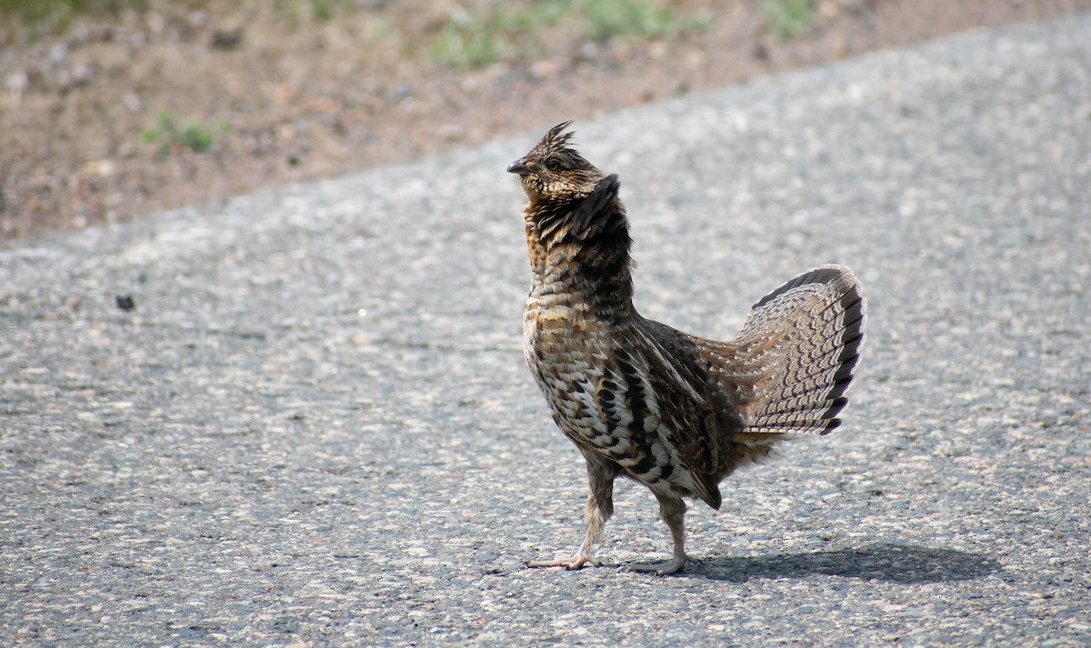 Ruffed Grouse - Jerald Reb