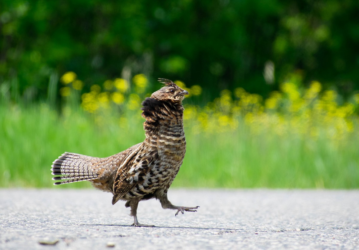 Ruffed Grouse - Jerald Reb