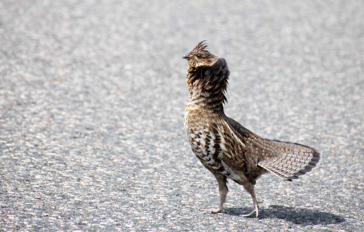 Ruffed Grouse - Jerald Reb