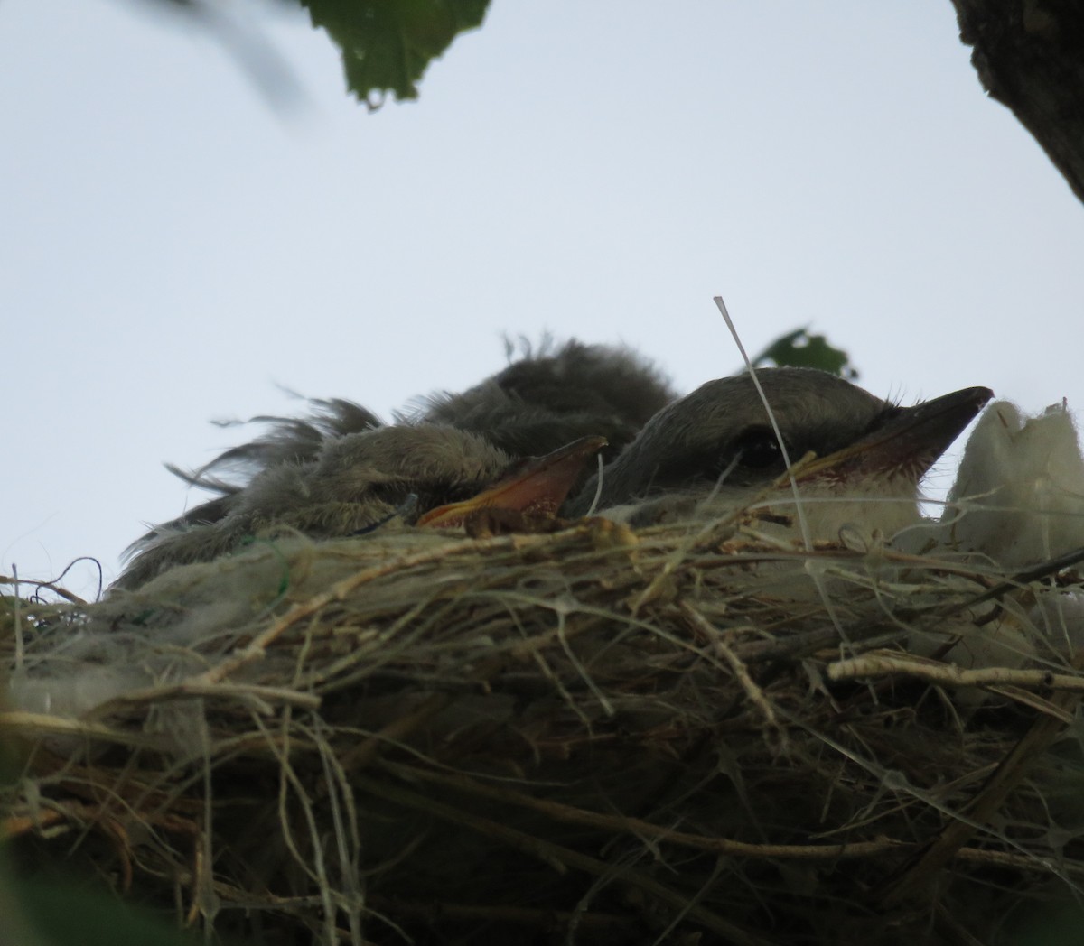 Western Kingbird - ML244529111