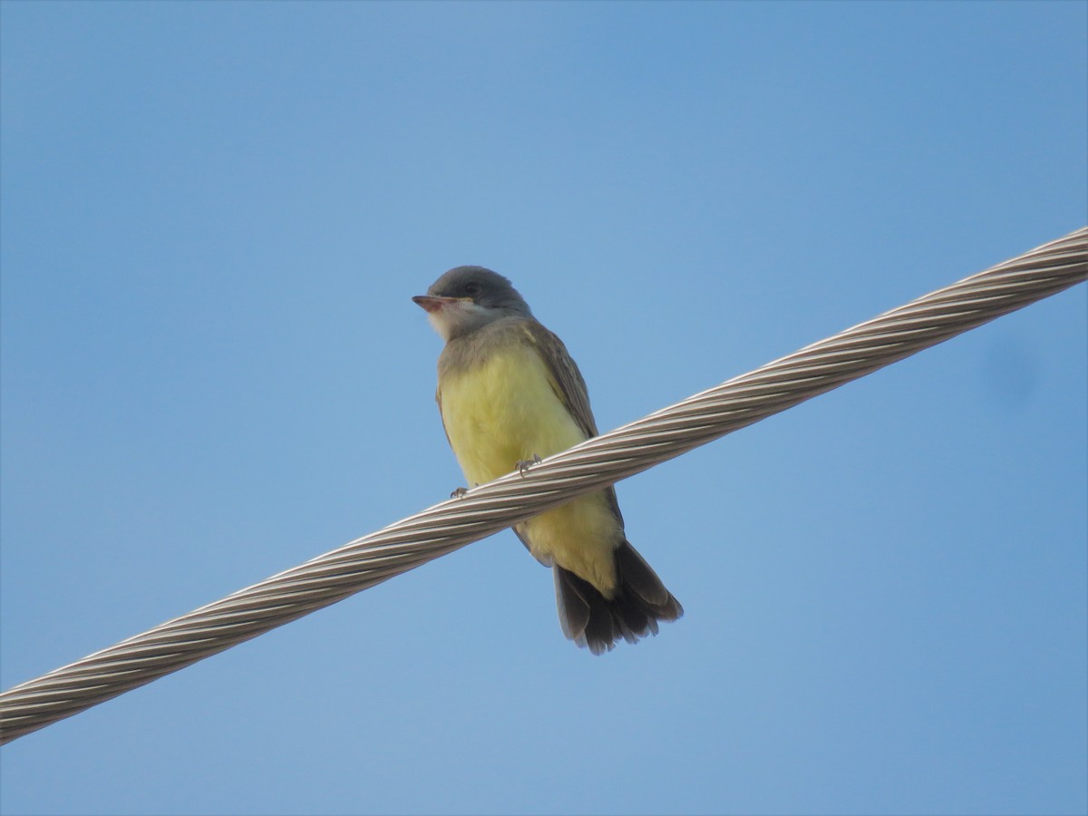 Cassin's Kingbird - ML244529231