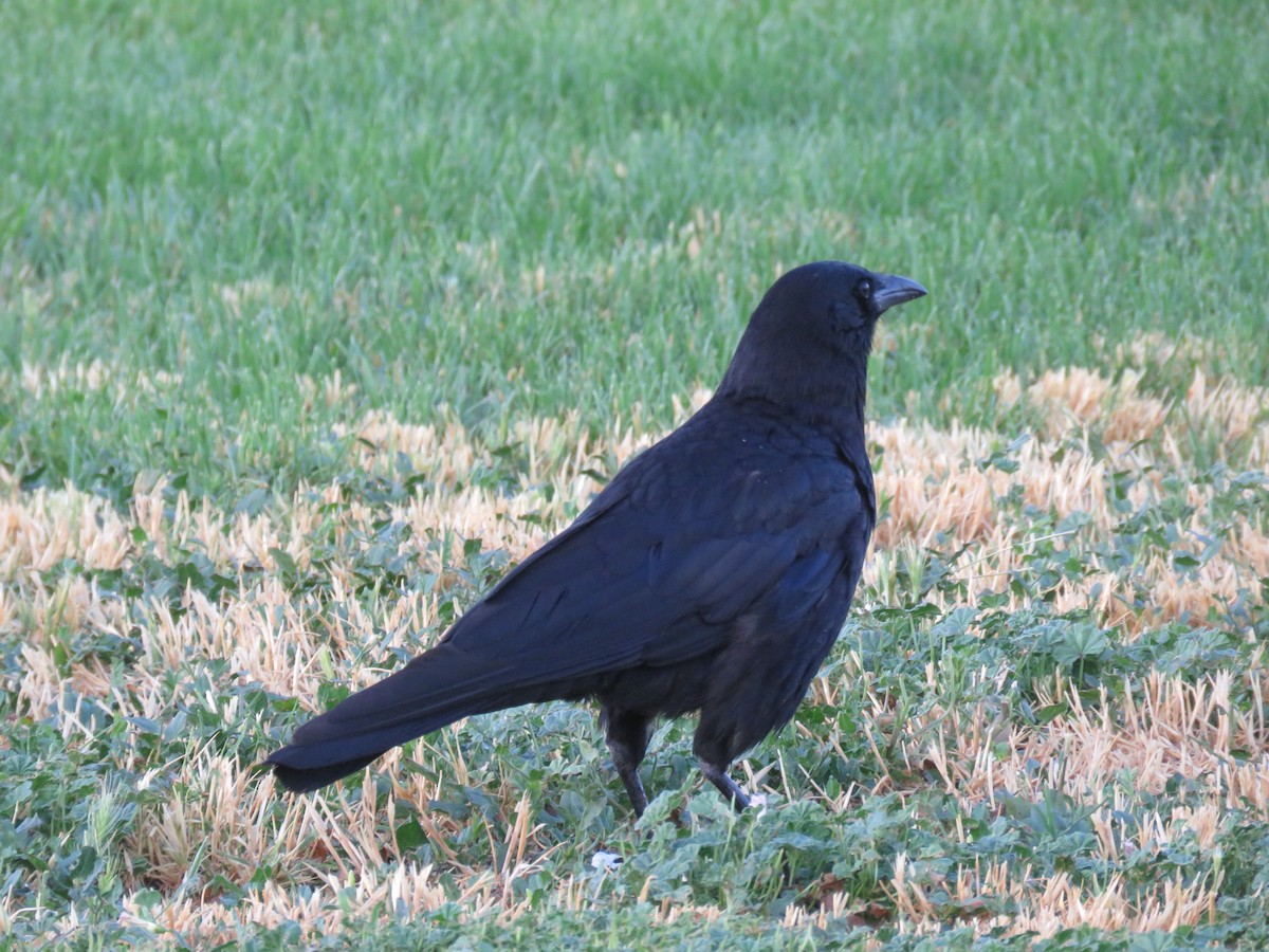 American Crow - Dave Hawksworth