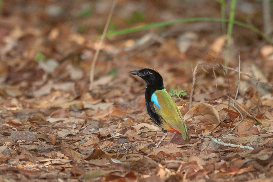 Rainbow Pitta - ML244529501