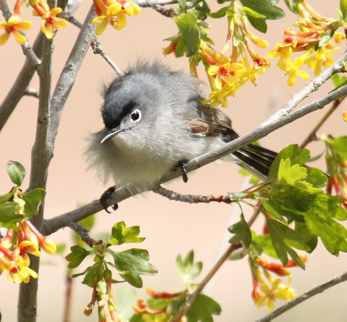 Blue-gray Gnatcatcher - Cathy Sheeter