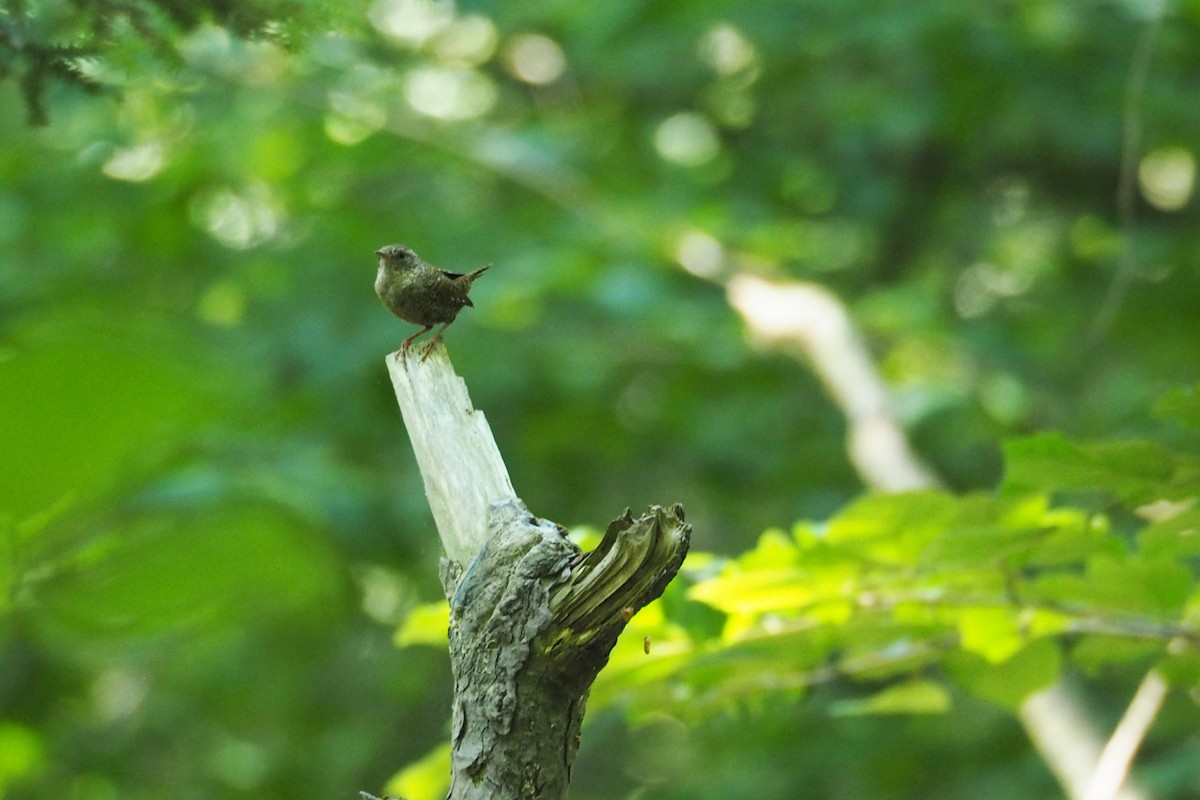 Winter Wren - ML244534091