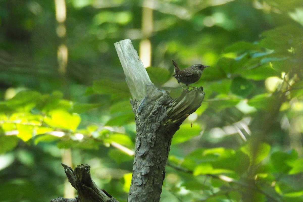 Troglodyte des forêts - ML244534111
