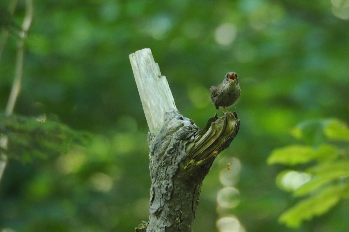 Troglodyte des forêts - ML244534131