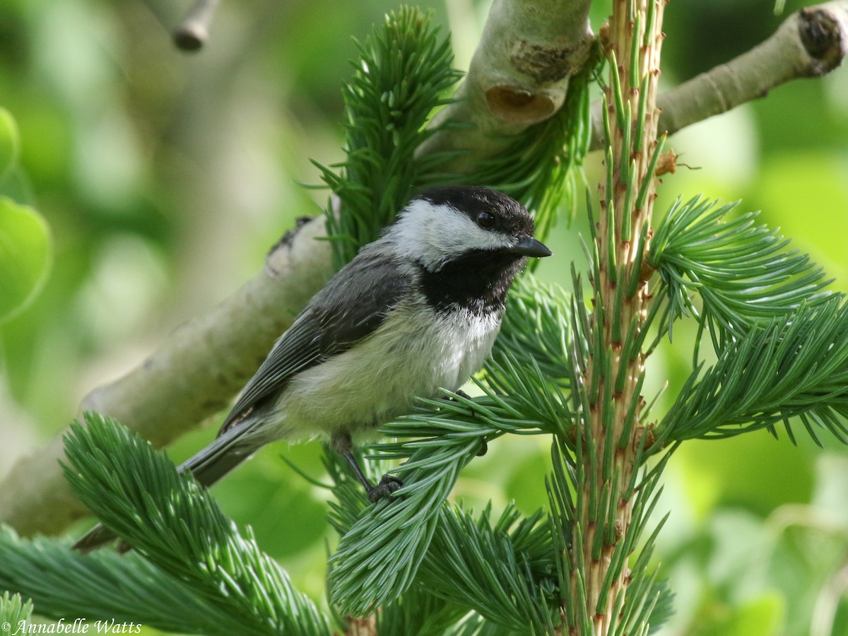 Black-capped Chickadee - ML244534491