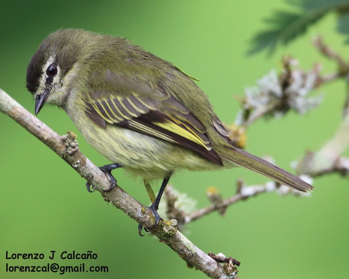 Spectacled Tyrannulet - ML244536861