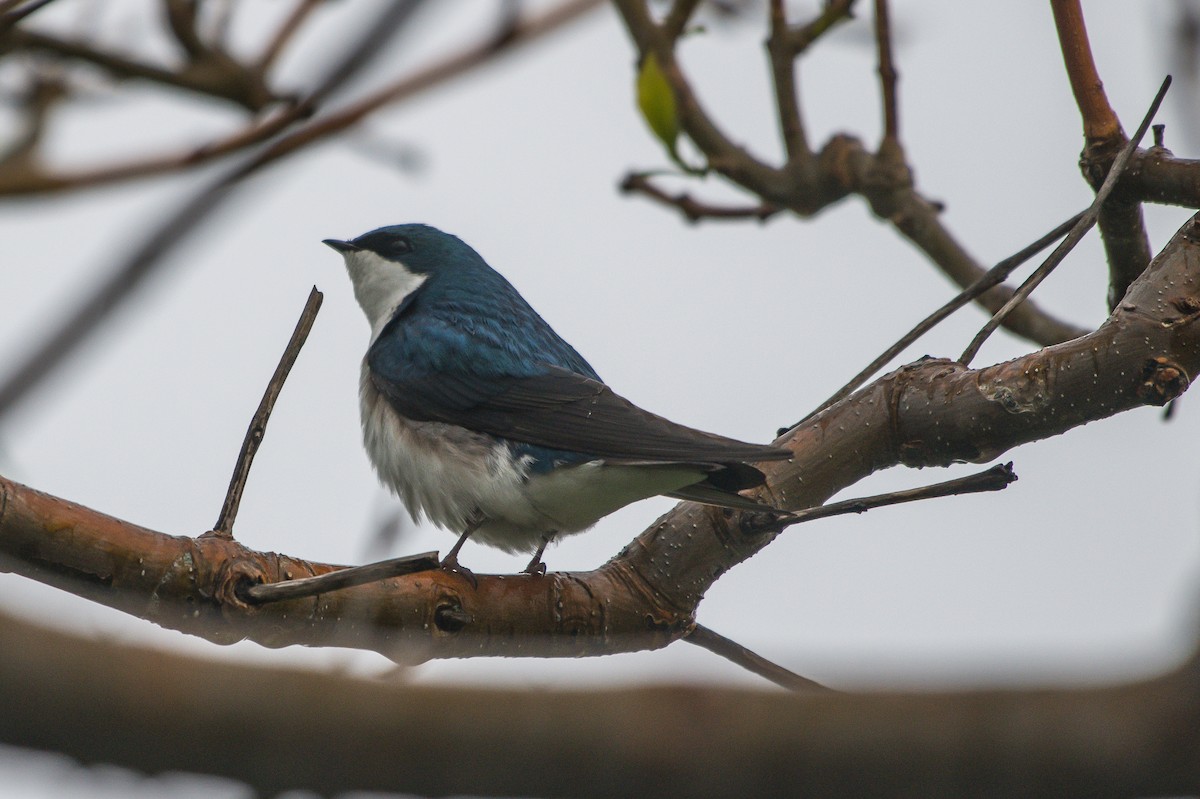 Tree Swallow - Frank King